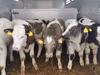 Cattle (batch, sex not specified), Belgian Blue — photo 2