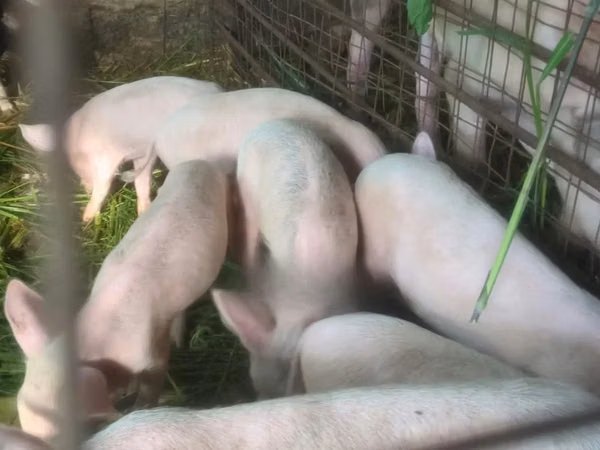 Pigs (batch, sex not specified), Pigs
