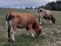 Vaca, Aubrac cattle — foto 1