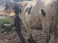 Cow, Russian Black pied cattle — photo 8