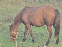 Mare, Azerbaijan horse — photo 4