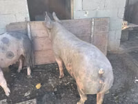 Boar, Pigs — photo 1