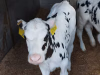Rinder (Partie, Geschlecht nicht angegeben), Russian Black pied cattle — Foto 7