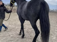 فرس, Friesian — الصورة 6