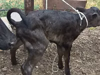 Cow, Russian Black pied cattle — photo 4