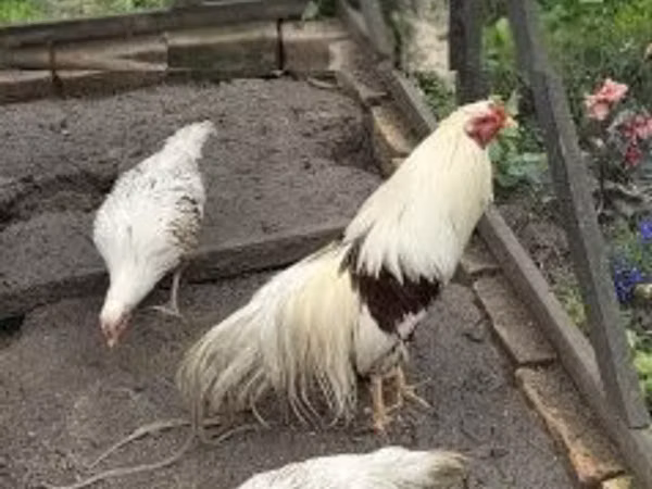 يوكوهاما