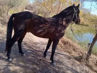 Horse (M), Karabair horse — photo 4