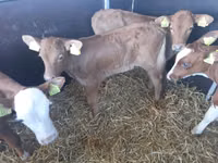ثور, Simmental cattle — الصورة 1