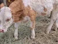 Bulle, Simmental cattle — Foto 3