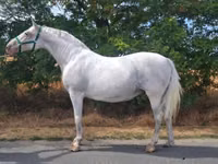Stute, Lipizzaner — Foto 1