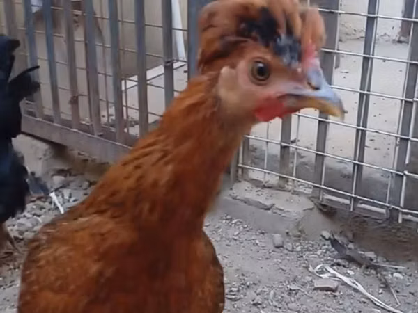 Chickens
