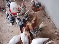 सेब्राइट — फ़ोटो 1