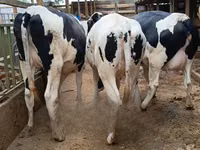 母牛, Holstein breed — 照片 2