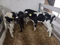 Cow, Russian Black pied cattle — photo 2