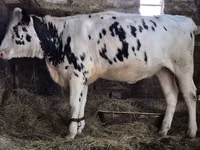 بقرة, Russian Black pied cattle — الصورة 2