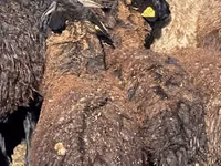 绵羊（批次，未指定性别）, Karachay sheep — 照片 4