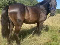 Caballo, Caballos — foto 2