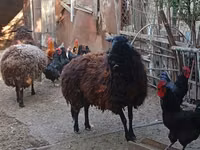 نعجة, Karabakh sheep — الصورة 3