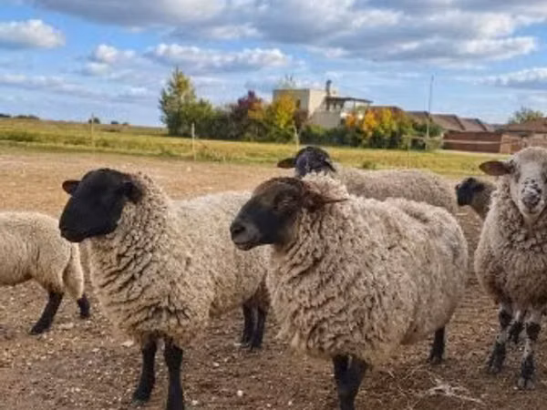 Widder, Suffolk sheep
