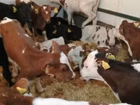 Cattle (batch, sex not specified), Simmental cattle — photo 3