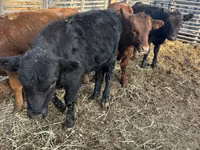 Toro, Aberdeen-Angus — foto 4