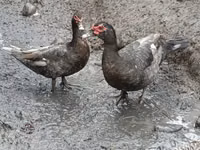 pato criollo doméstico — foto 1