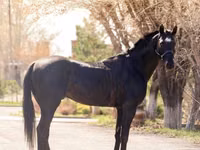 حصان, Thoroughbred horse — الصورة 3