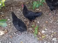 Chickens — Foto 1