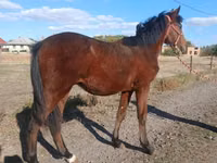 Horse (M), Hungarian horse breed — photo 1