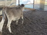 Bull, Swiss cattle — photo 2
