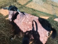 Billy Goat, Goats — photo 2