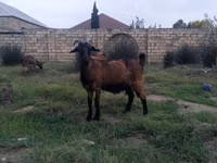 母山羊, Goats — 照片 3