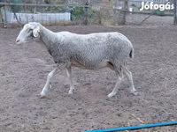 Sheep, Lacaune sheep — photo 2