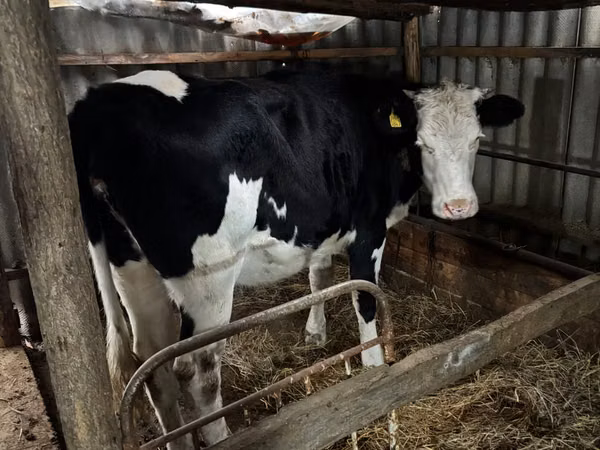 Vaca, Russian Black pied cattle