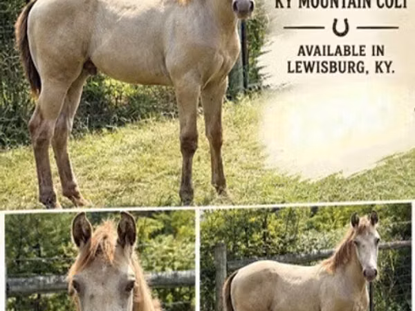 Horse (M), Kentucky mountain daddle horse