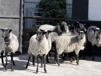 Sheep, Hissar sheep — photo 2