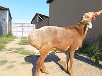 Carnero, Agin sheep — foto 4
