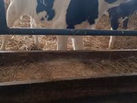Toro, Russian Black pied cattle — foto 3