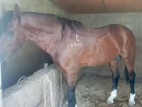 Horse (M), Kustanai horse — photo 1
