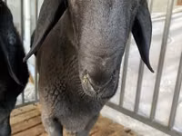 Widder, Jaidara sheep — Foto 1