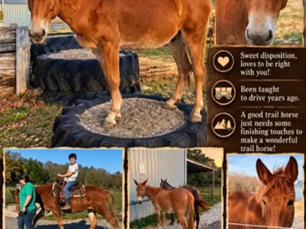 Horse (M), Mule