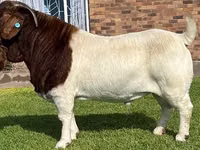 Cabras (lote, sexo no especificado), Boer goat — foto 6