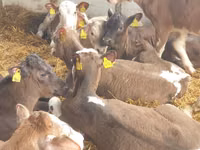 Bulle, Simmental cattle — Foto 6