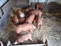 猪（批次，未指定性别）, Pigs — 照片 4