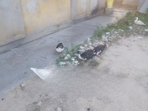 Ducks — كينيا