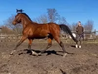 Horse (M), Arabian horse — photo 2