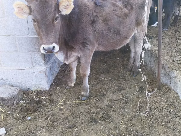 Kuh, Swiss cattle