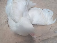 长门鸡 — 照片 8