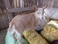 बकरी, Italian Alpine goat — फ़ोटो 1