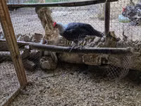 Chickens — Foto 1
